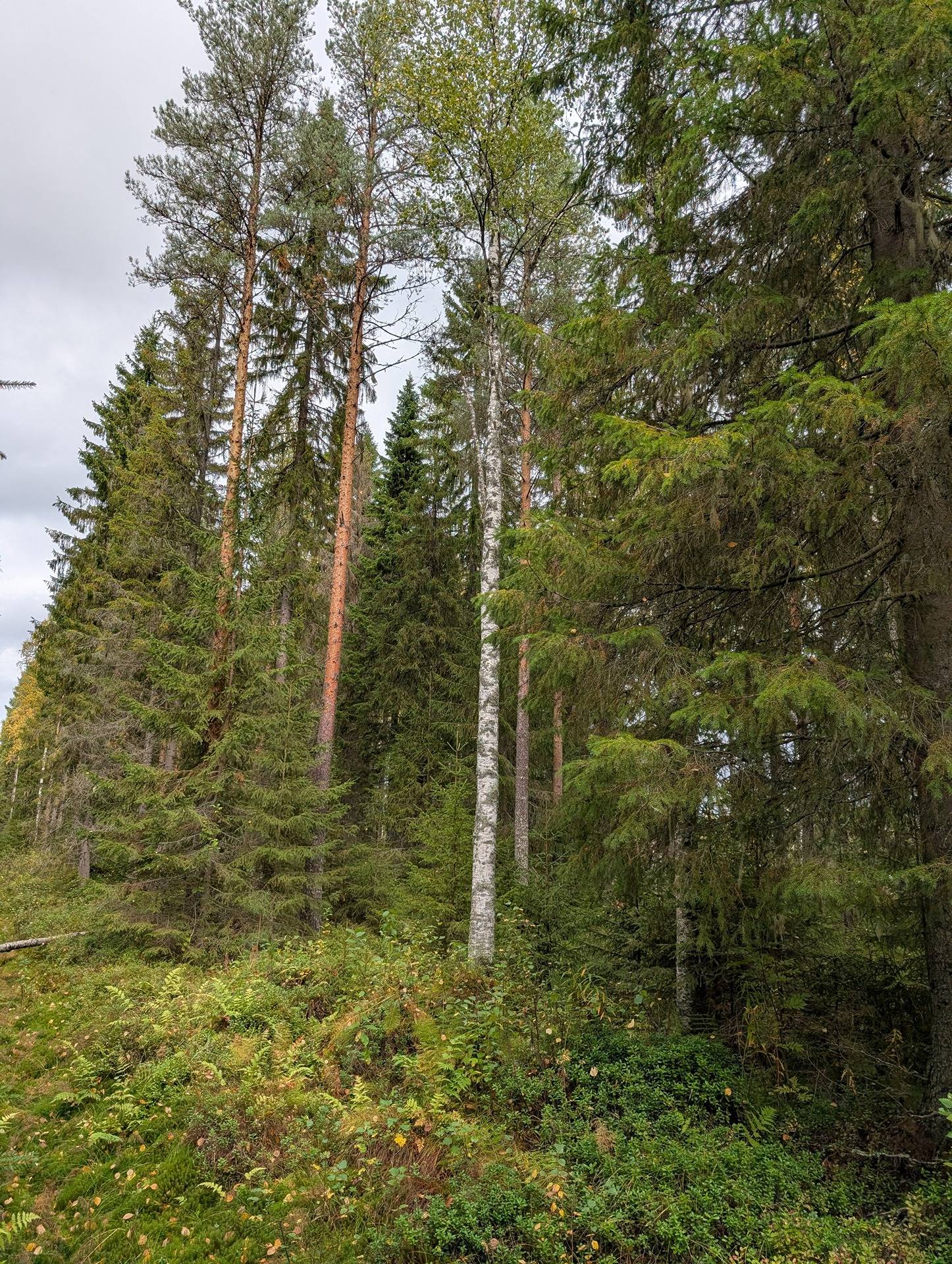 Suopursu 205-410-50-5 1