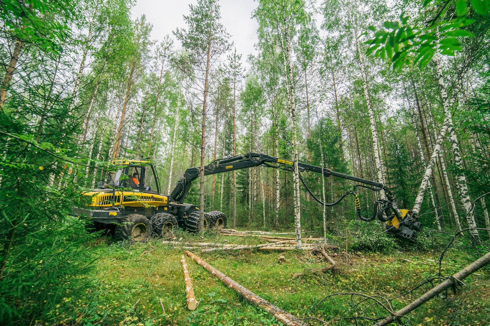 Omslagsbild för objektet SAVOTAN YHTEISMETSÄ