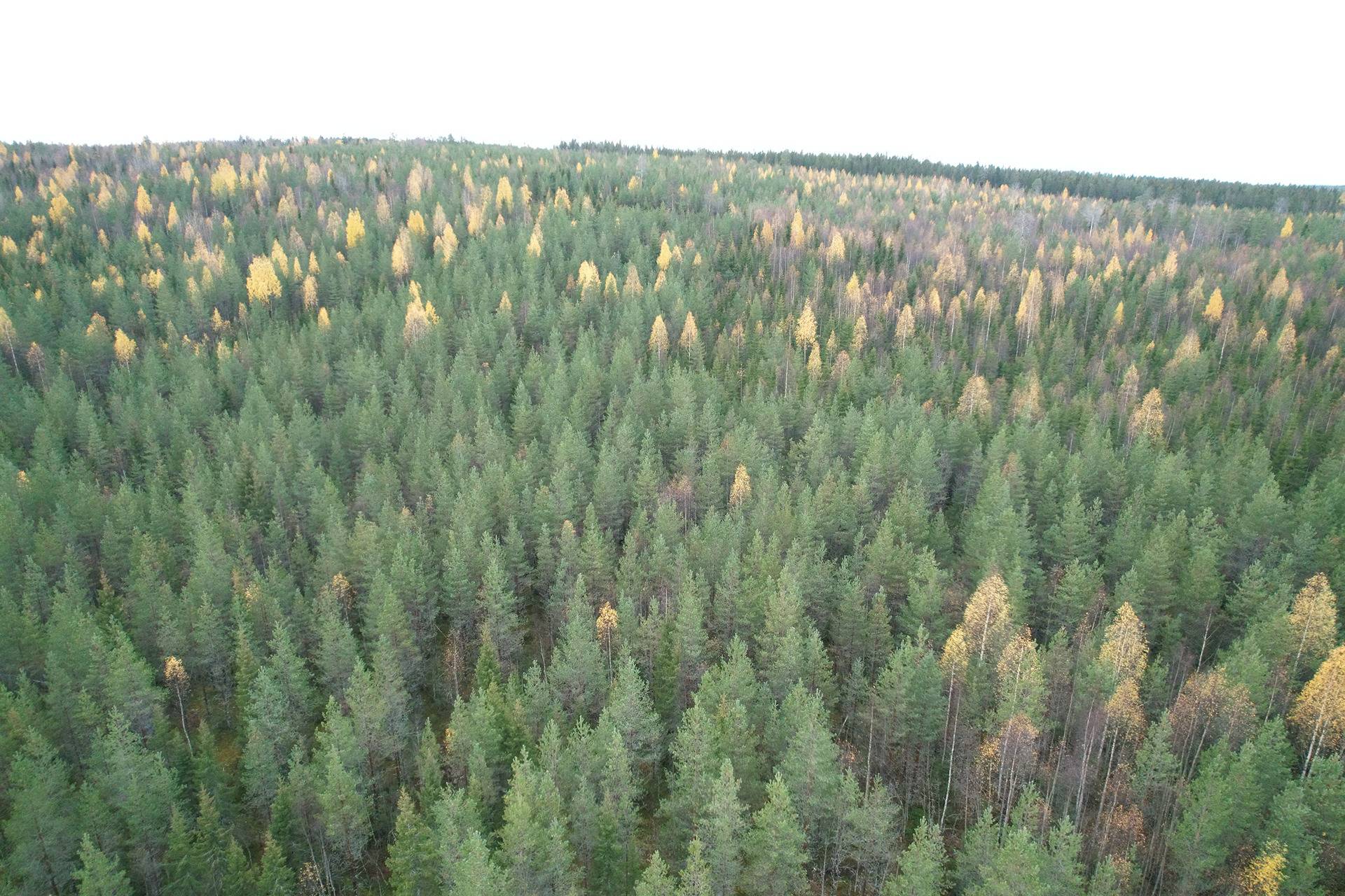 SARVILAMPI 620-412-63-17 23,05 ha n. 34 km Puolangan kk:ltä 1