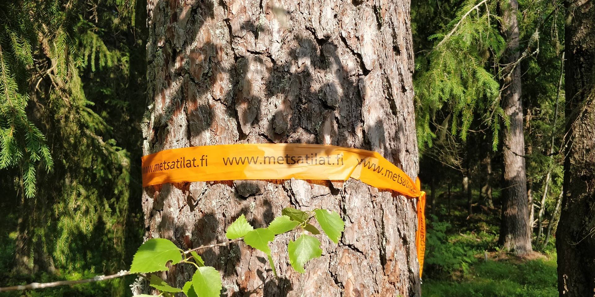 Määräala metsää Porin Laviassa, Ruisniemi 1