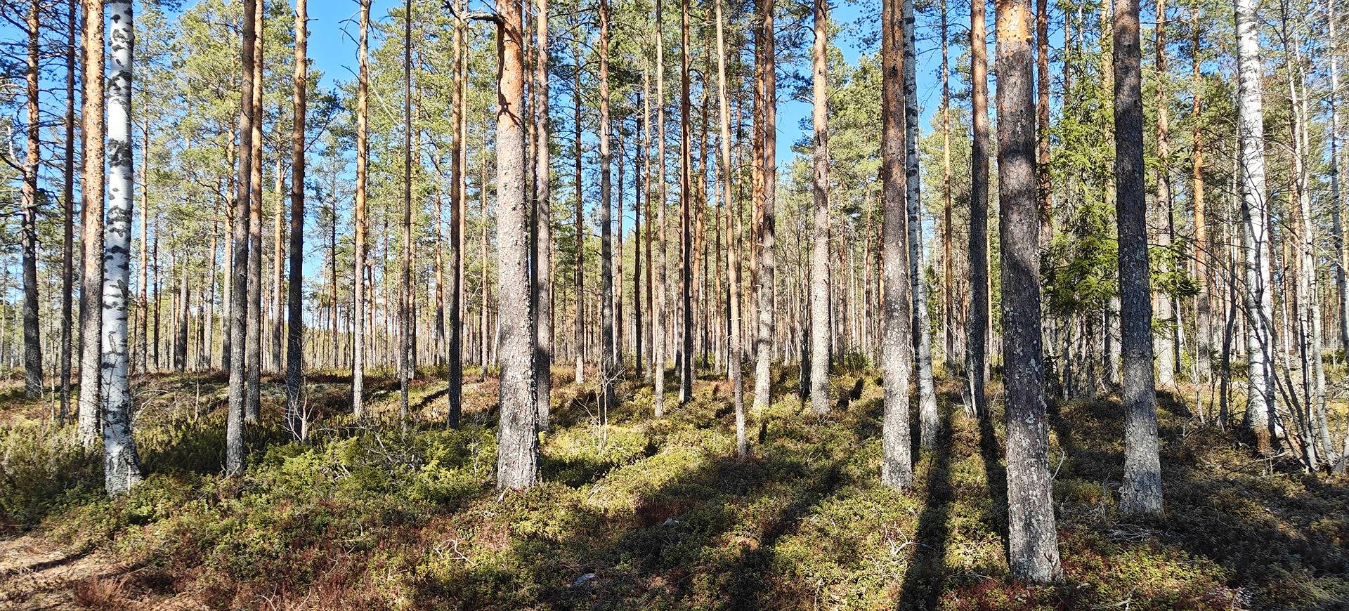 Alavus, Pohjasmäki 10-405-24-203, Rajapelto 10-405-23-109 ja Vähämaa 10-405-24-65 1