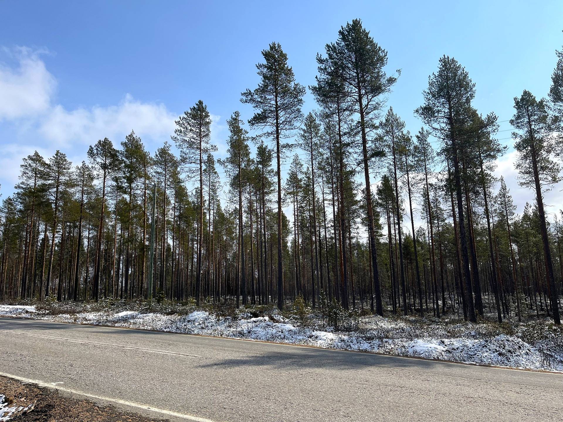 Kiviharju 320-411-29-9 ja Kemijärven yhteismetsäosuus 1