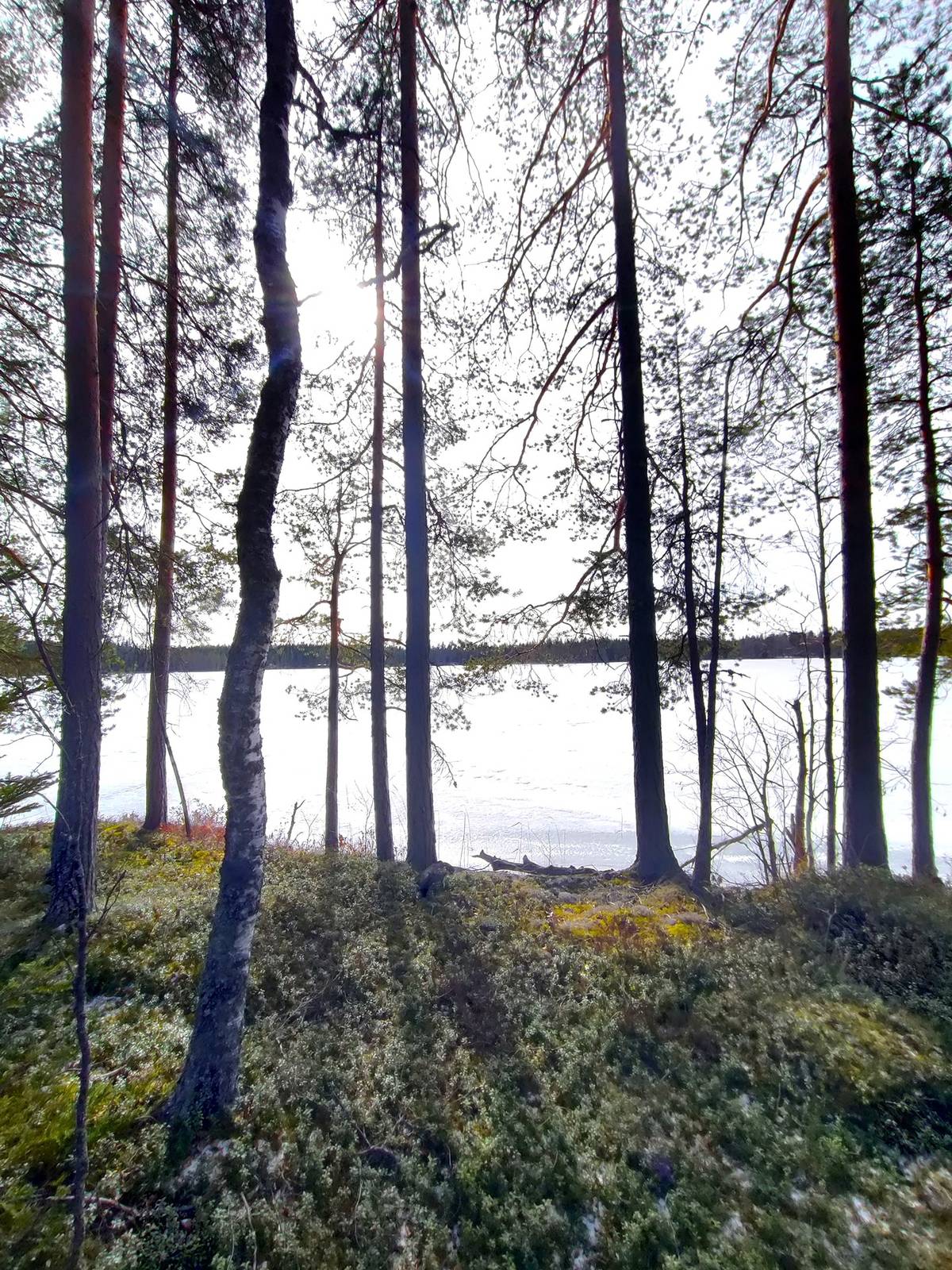 Cover photo for the object Tontit Kuopio Airaksela