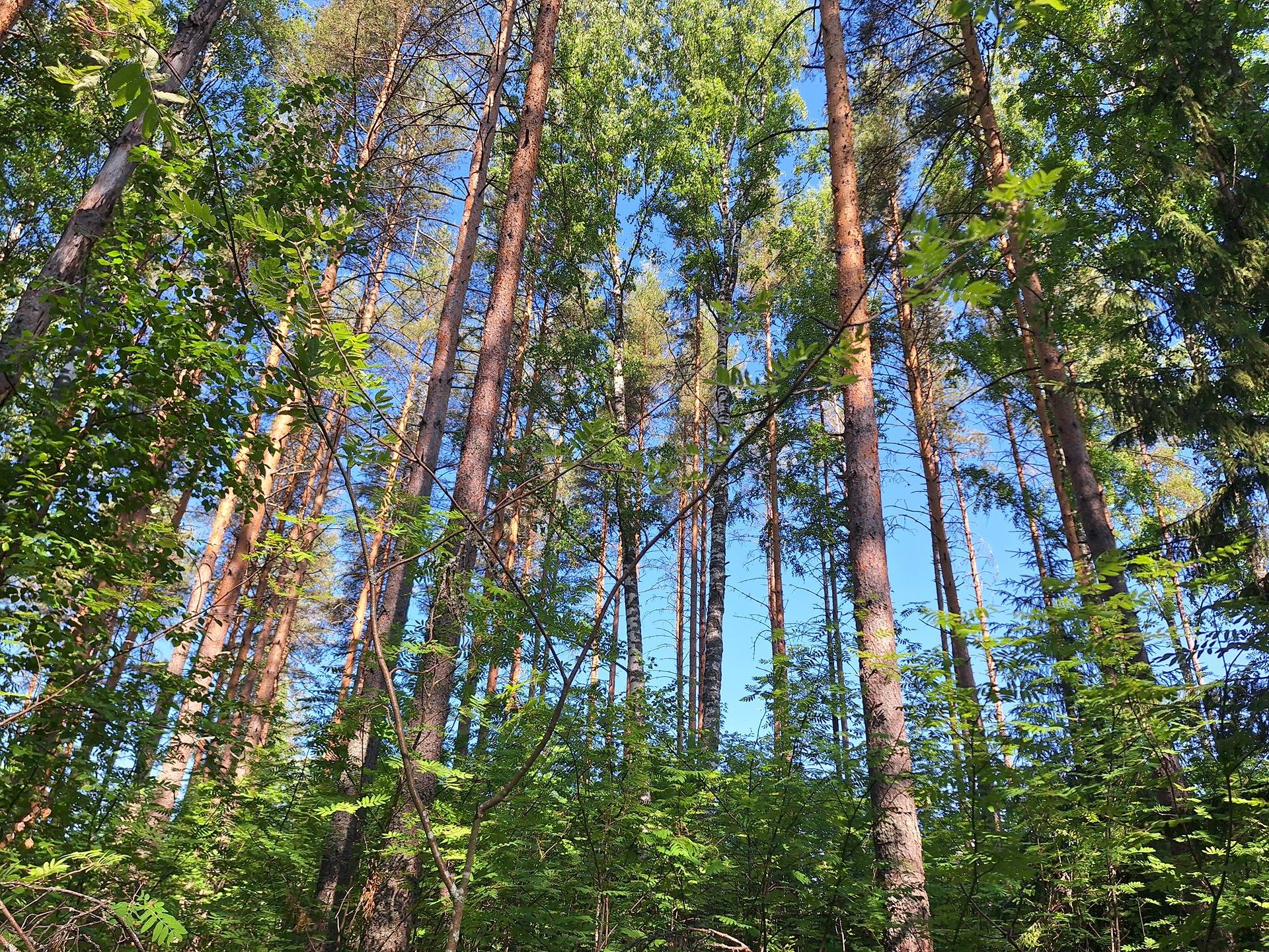 Ahvenranta 740-502-9-26 1