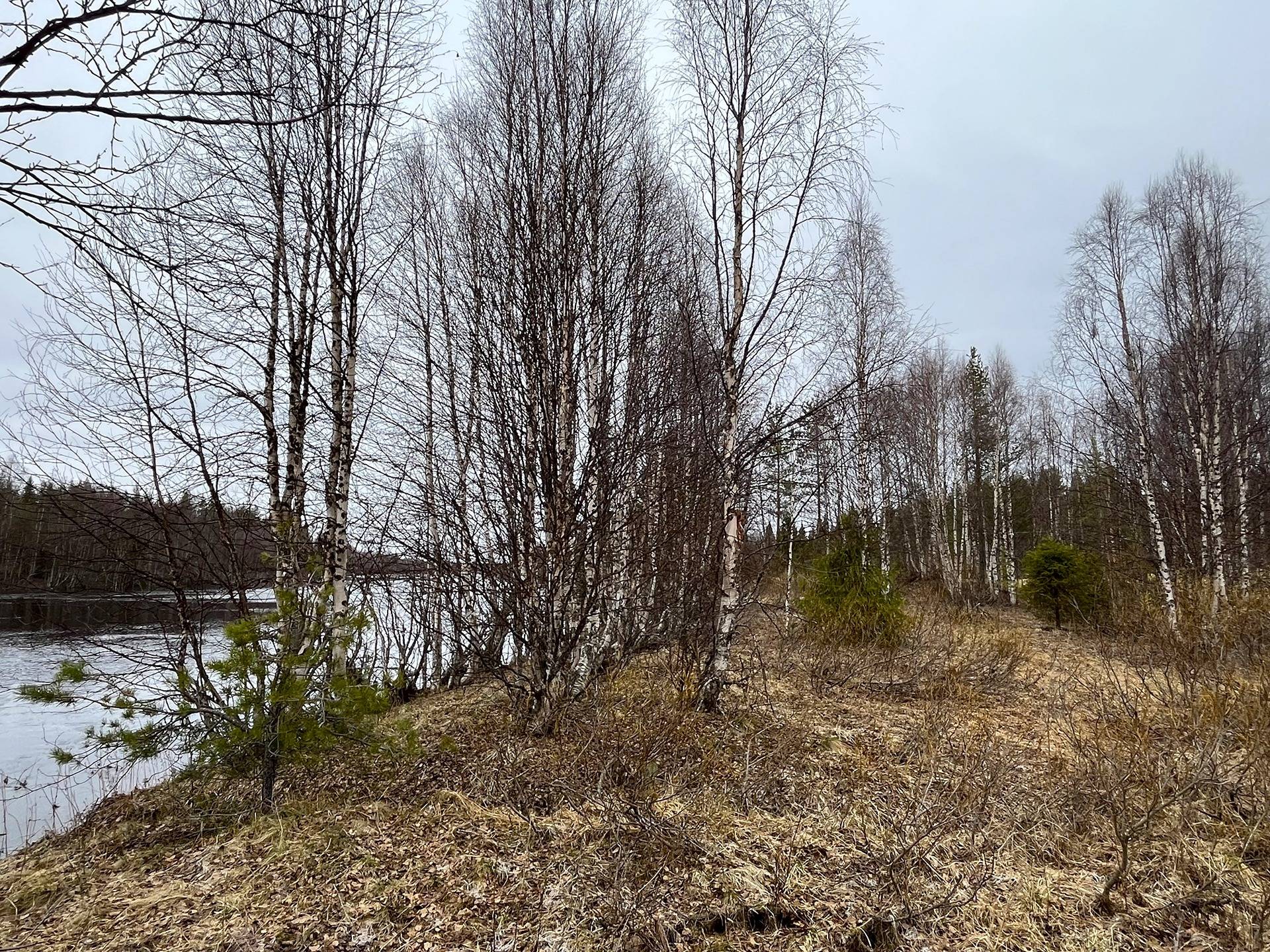 Hoppula 732-416-61-15 ja Sallan yhteismetsäosuus 1