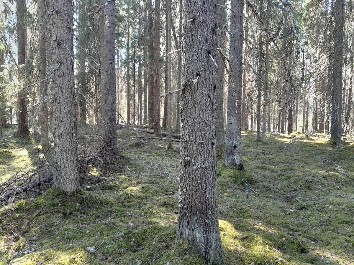 Kinnula Keski-Suomi - Metsätilat.fi