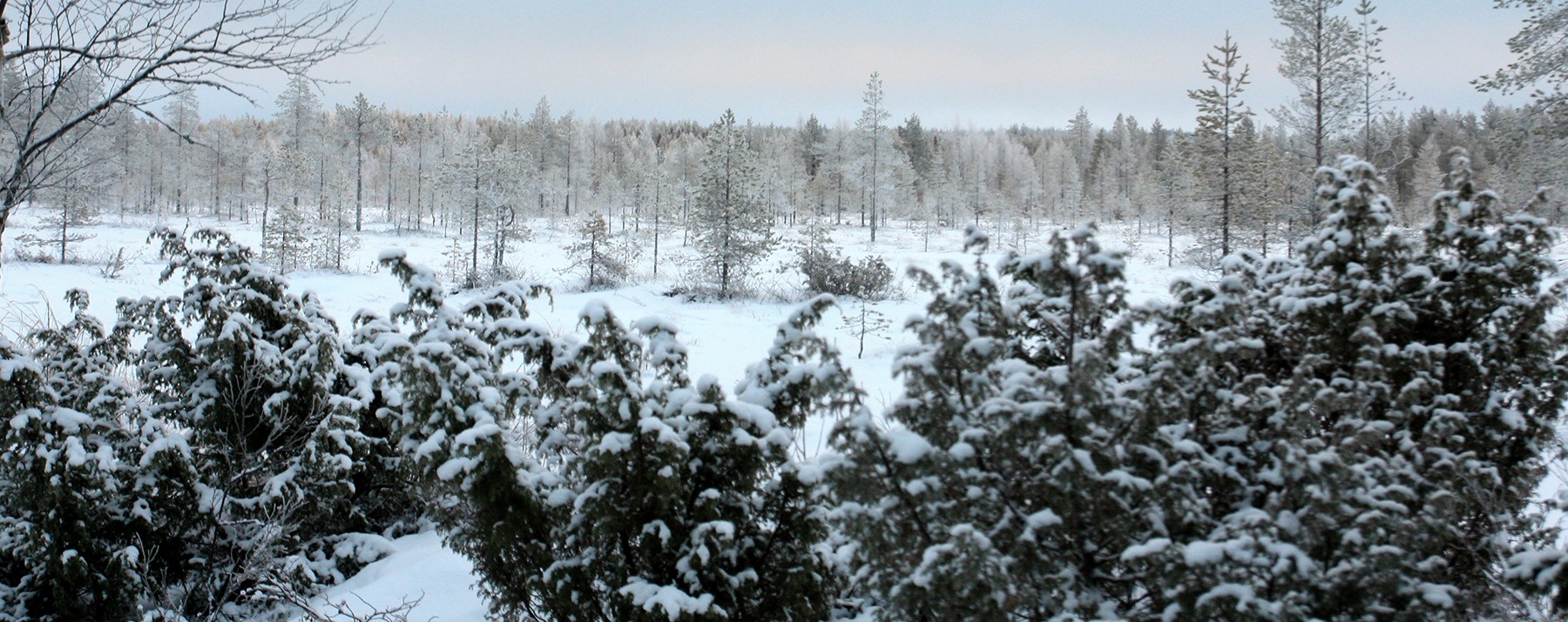 Etelä-Pohjanmaan myytävät metsätilat