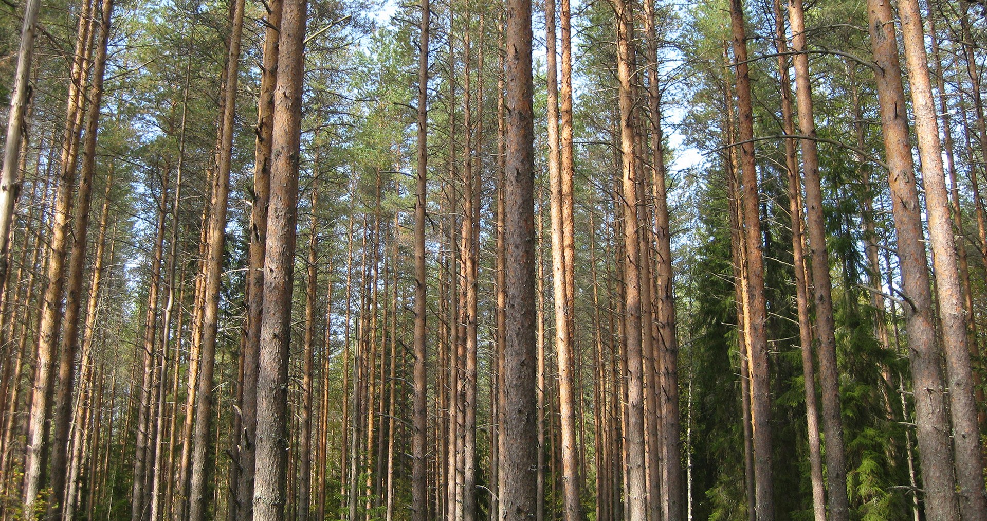 Varsinais-Suomen myytävät metsätilat