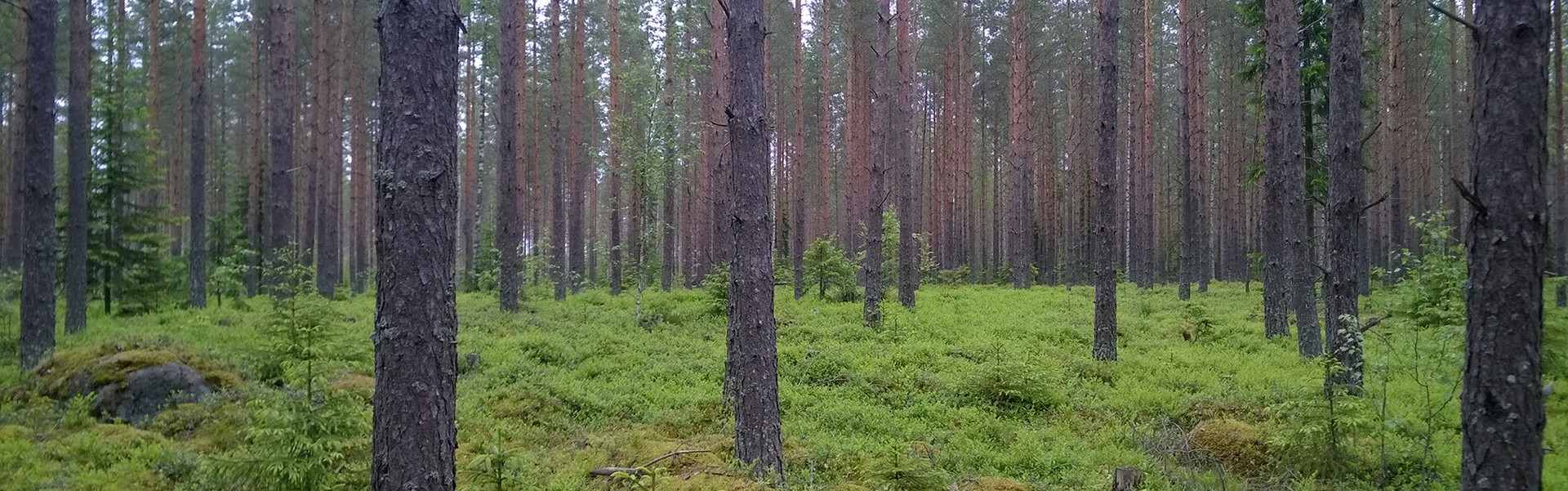 Pohjois-Karjalan myytävät metsätilat